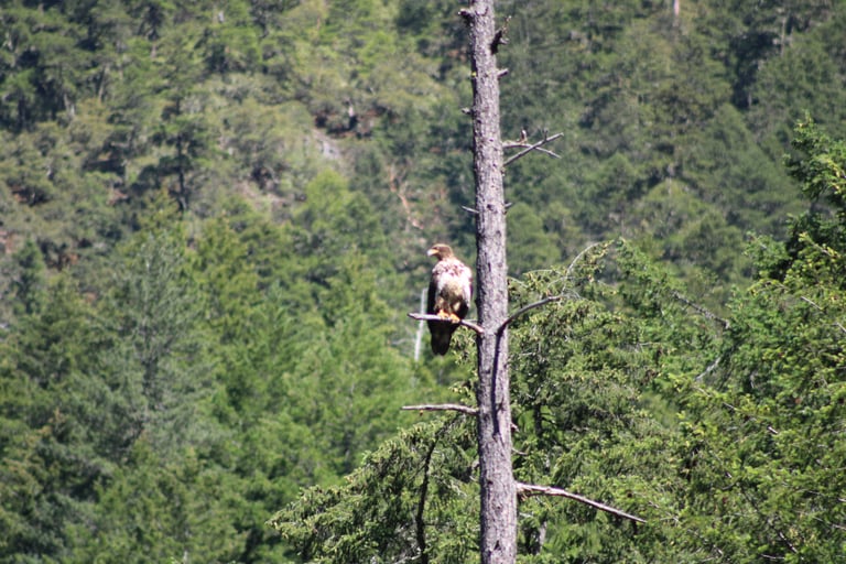 Eagle!