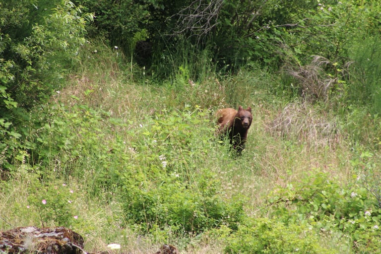 Bear!