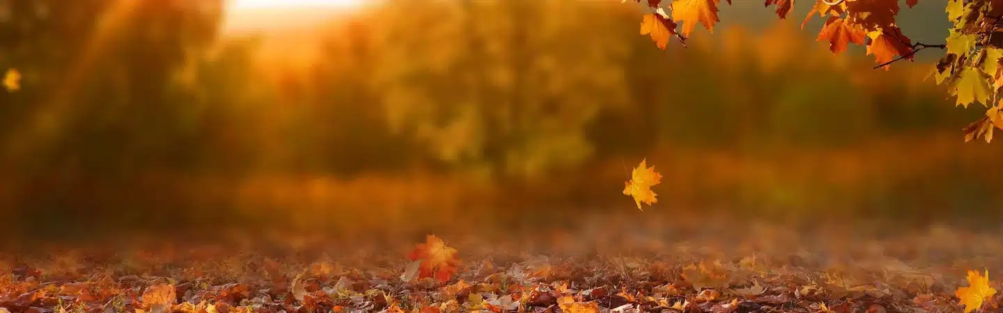 Autumn landscape with colorful leaves falling from trees, creating a carpet of orange, yellow, and red leaves on the ground.