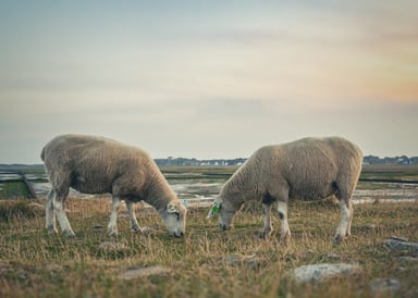 Rantum Kitesurf Spot in Sylt with two sheep in front eating grass and north sea in the background