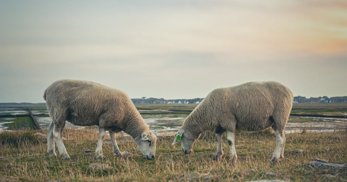 Rantum Kitesurf Spot in Sylt with two sheep in front eating grass and north sea in the background