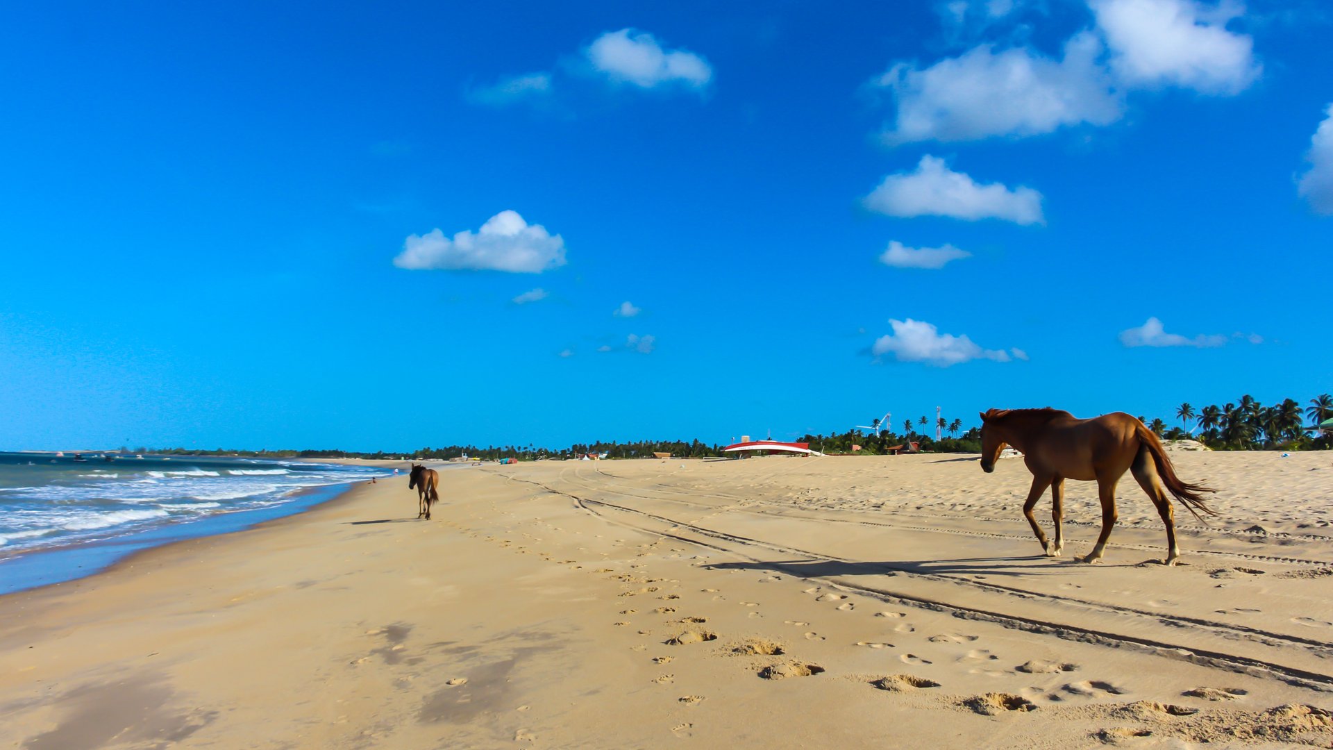 Pointless horse at the beach in Sao Miguel do Gostoso