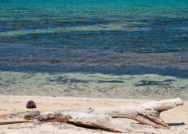 Piece of wood lying in the sand at Barbados Barkers Beach