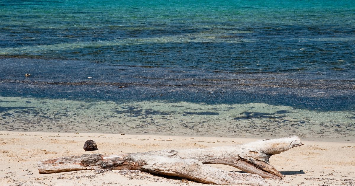 Piece of wood lying in the sand at Barbados Barkers Beach