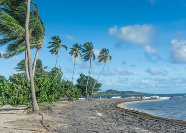 Pointe Faula Kitesurfing in Martinique at Saint Vincent and the Grenadines image with darker sand and palms along the shoreline blown on one side from strong wind