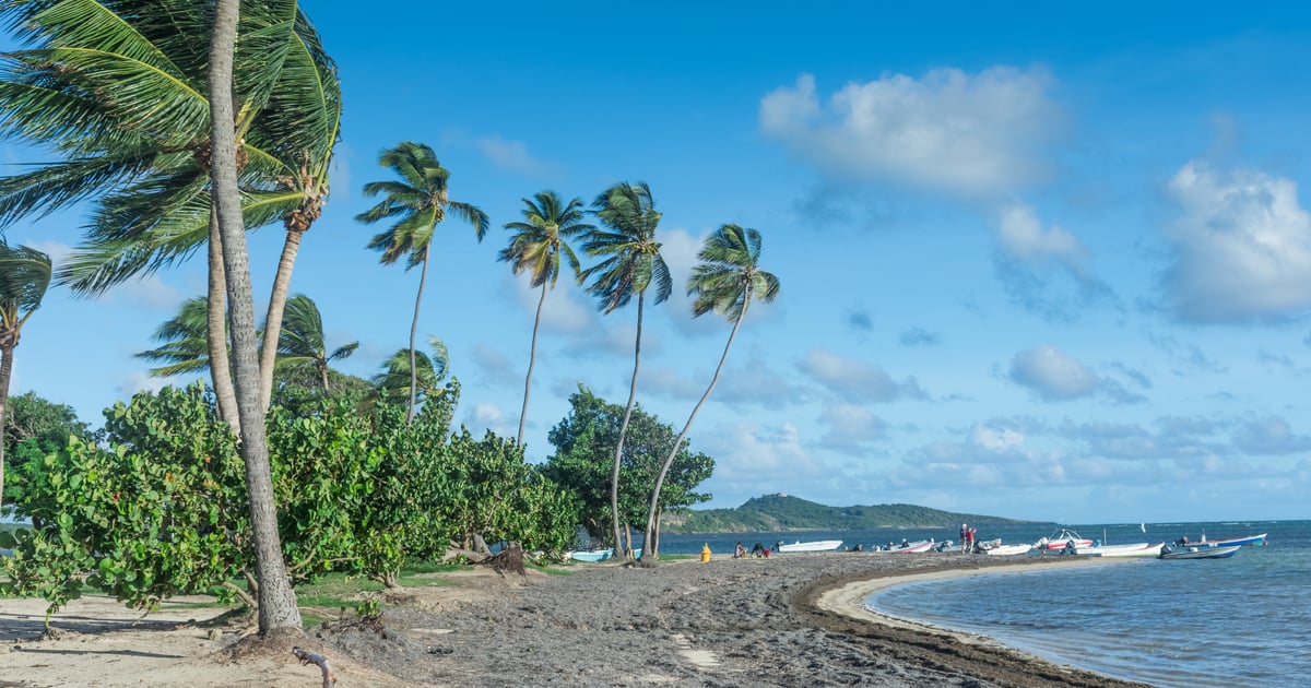 Pointe Faula Kitesurfing in Martinique at Saint Vincent and the Grenadines image with darker sand and palms along the shoreline blown on one side from strong wind