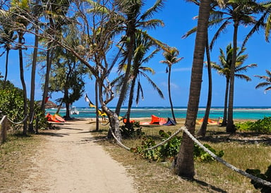 View of way to the spot with palm trees and kites ready to launch