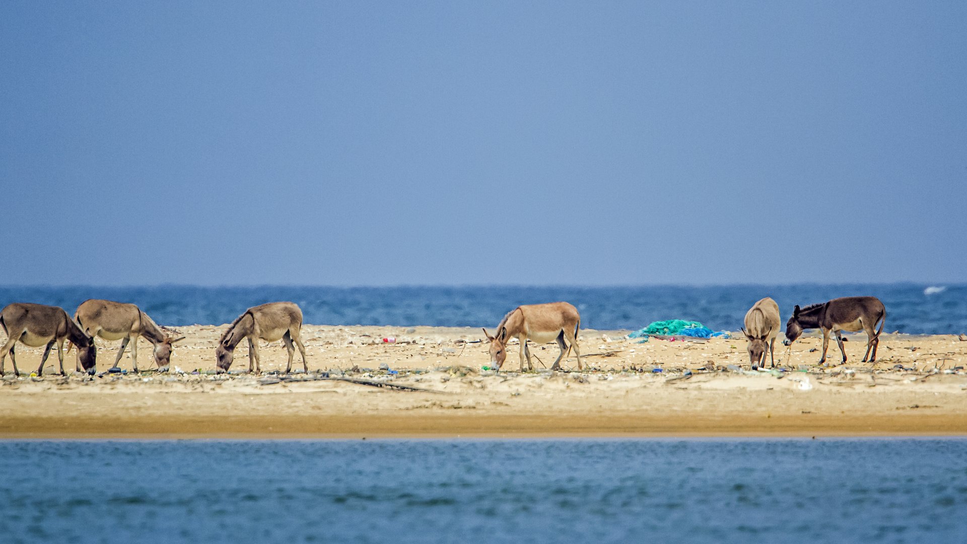 Donkeys chilling at Kalpitiya Lagoon