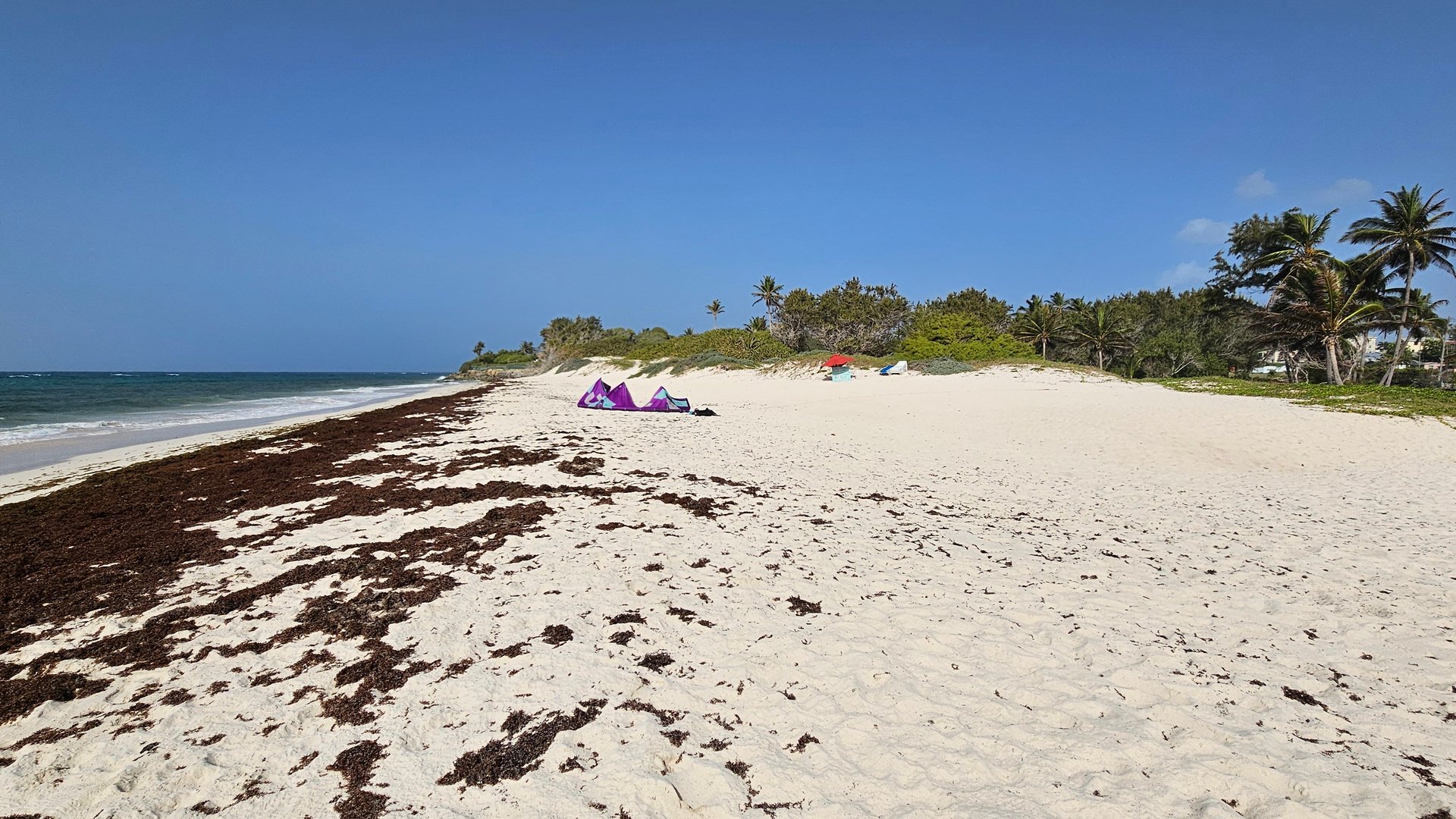 Seagrass lying around on white sandy beach at Silver Sands and Rocks