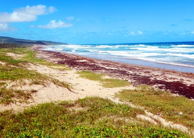 Long beach in pure nature in Barbados