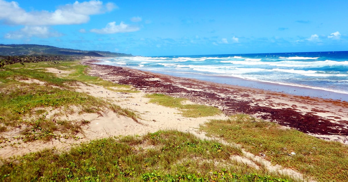 Long beach in pure nature in Barbados
