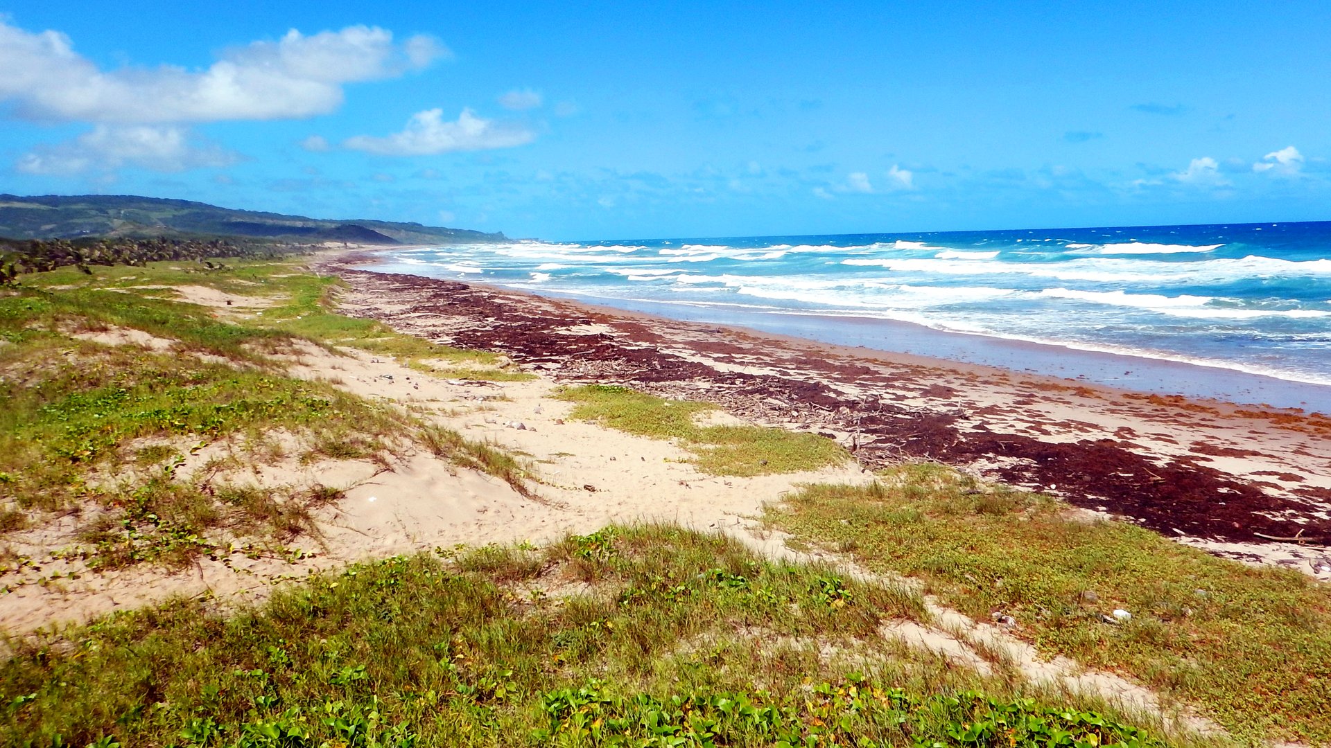 Long beach in pure nature in Barbados