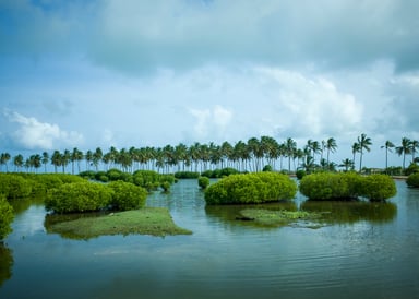 Magical view ower green mangroves at Kappalady Lagoon