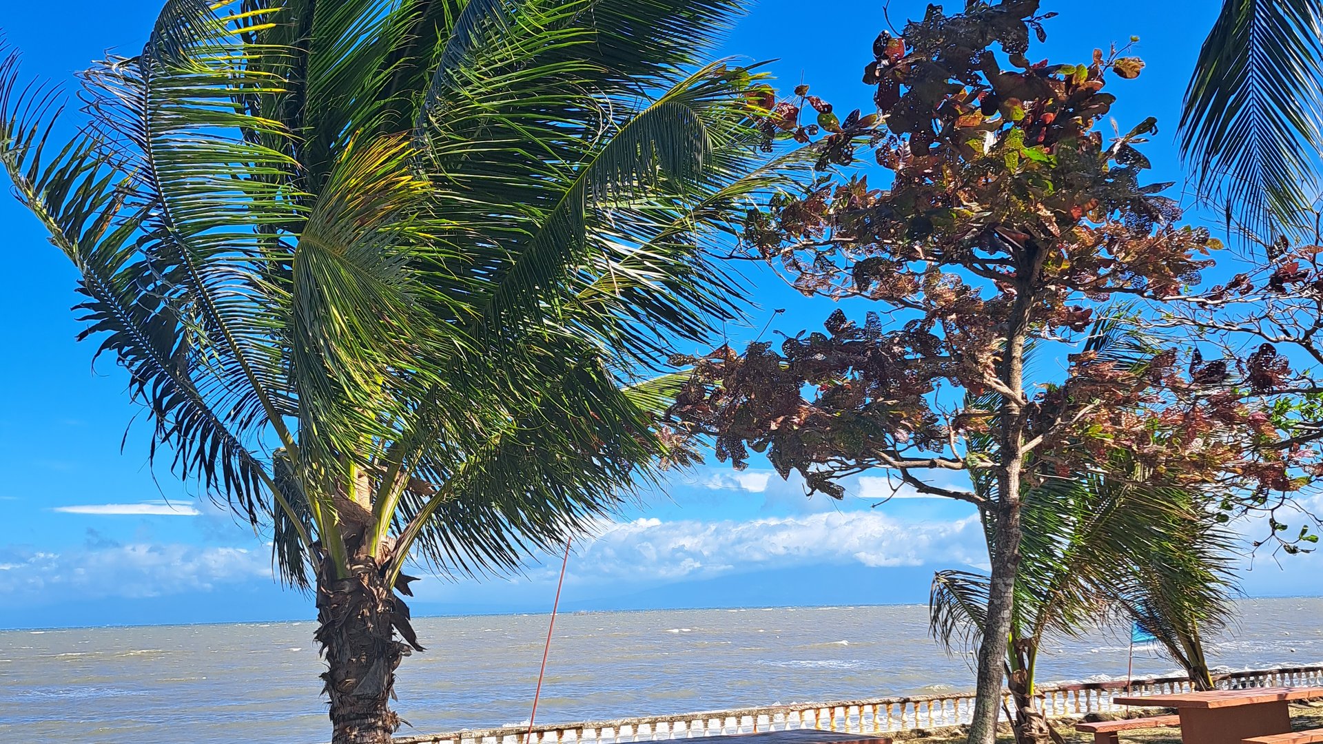 Palm tree at guiamras philippines