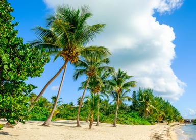 Beautiful Stock Image from Little Cayman Island with super green palm trees