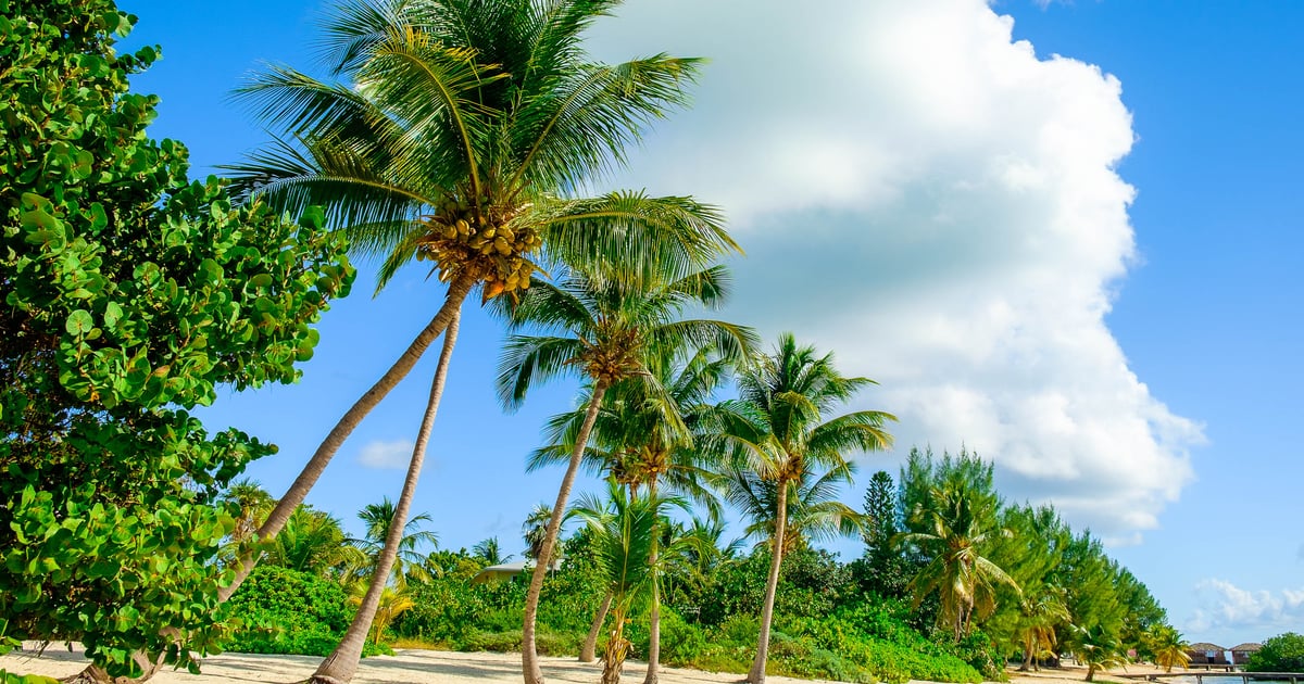 Beautiful Stock Image from Little Cayman Island with super green palm trees