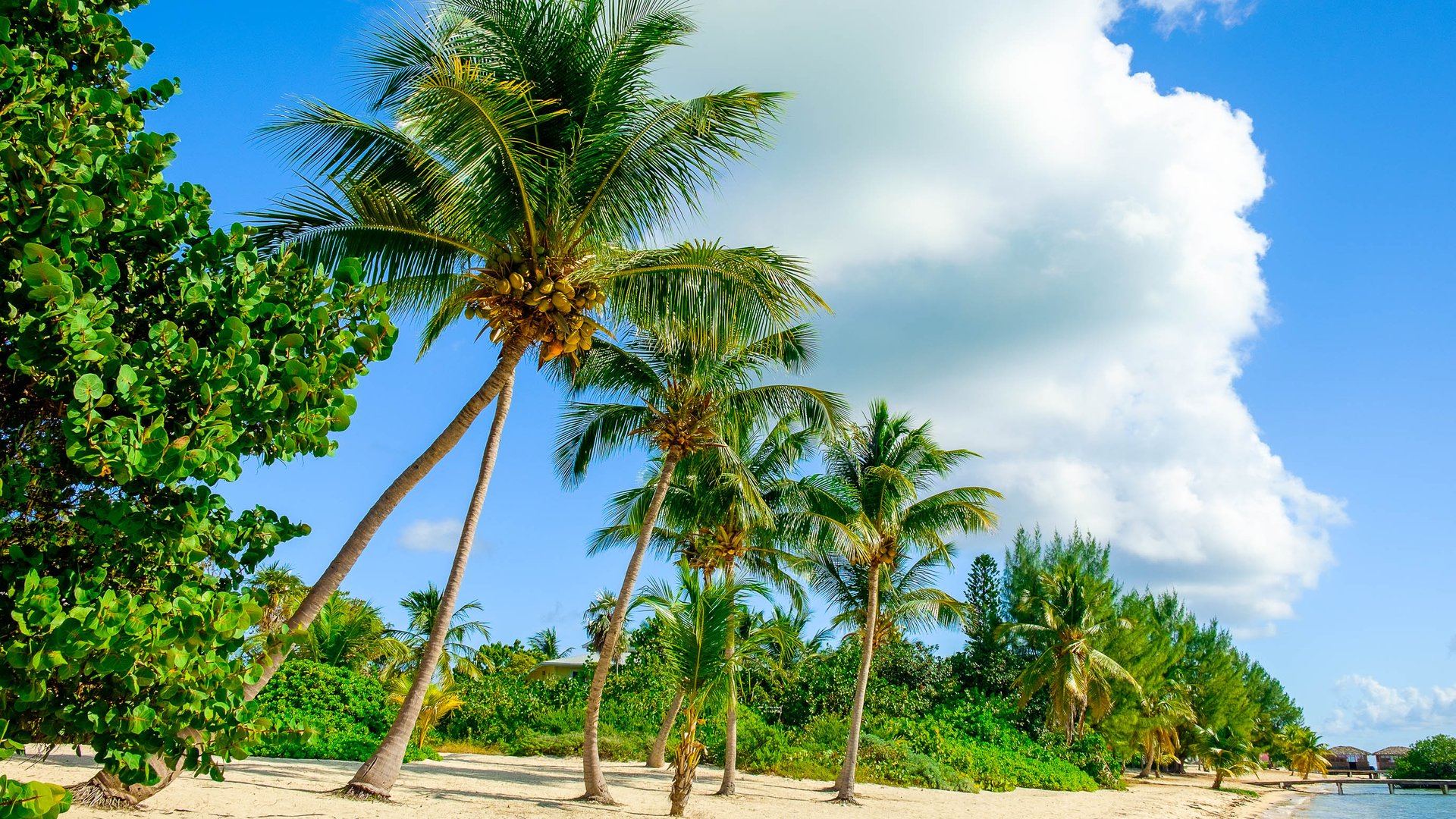 Beautiful Stock Image from Little Cayman Island with super green palm trees