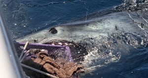 chum-bucket-shark-attack