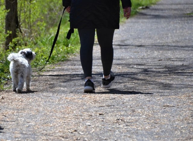 Consider When Going Out for a Walk with a Dog: Dog Walker Guide