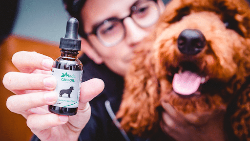 Simple Guide To CBD Oil For Dogs