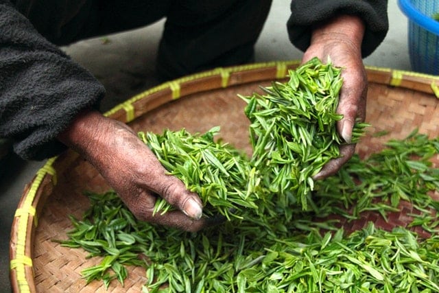 tea drying