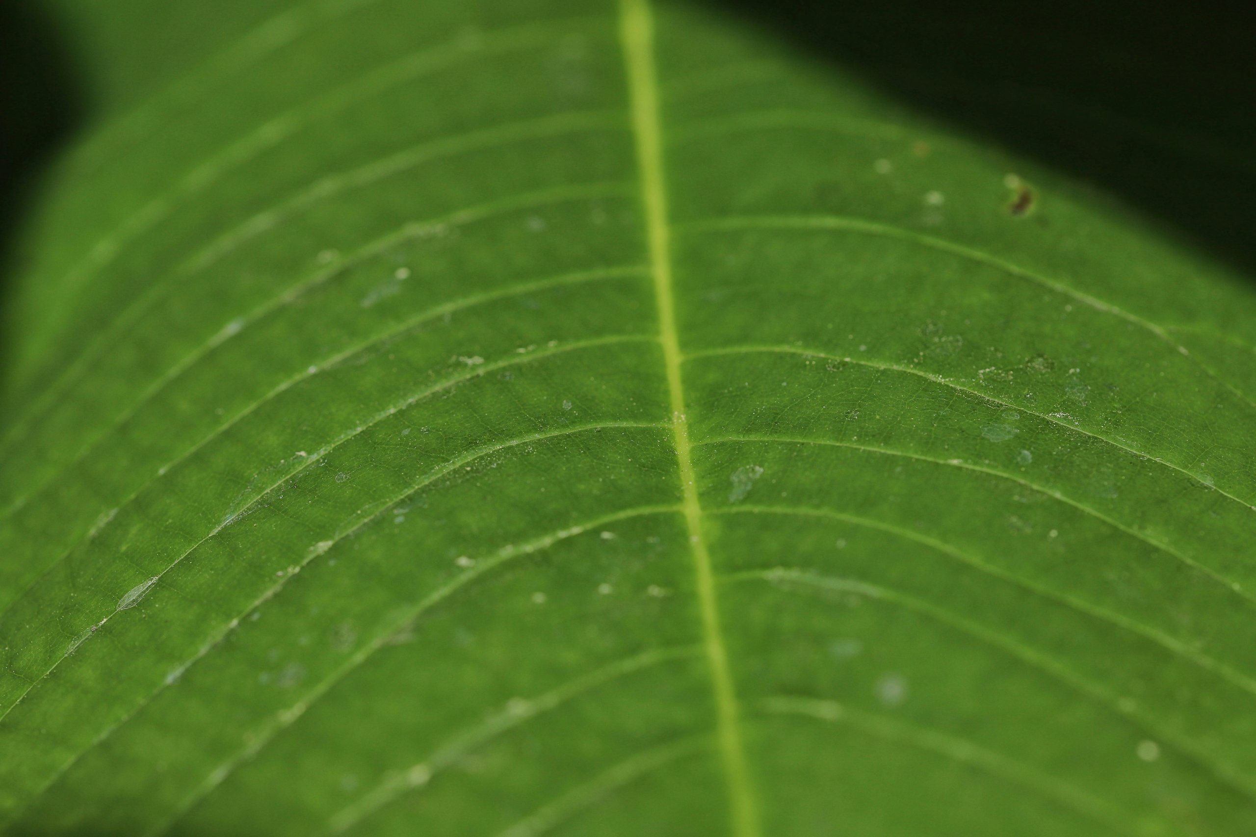 Get a free quote Green Waste Removal     