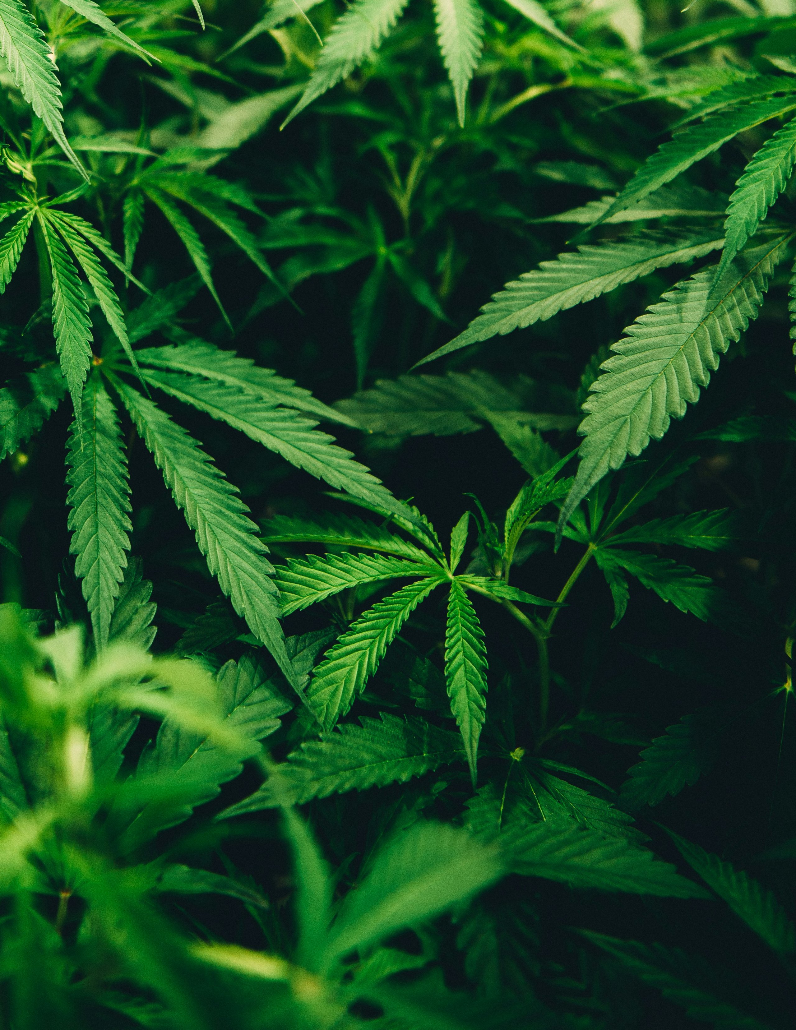 The 10 Key Benefits of Growing Autoflowering Cannabis Seeds