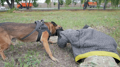 What to Do in the First 48 Hours After a Dog Bite (To Protect Your Health and Your Claim)