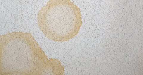 How To Protect Your Team From Mold Exposure in the Workplace