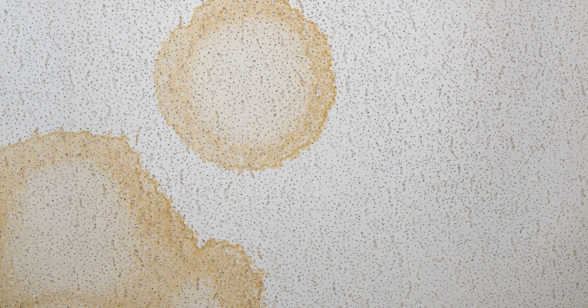 How To Protect Your Team From Mold Exposure in the Workplace