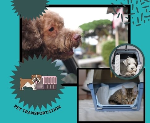 Hire our pet relocation services