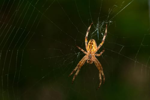 X-Frame-Options vs CSP frame-ancestors: Which Should You Use?