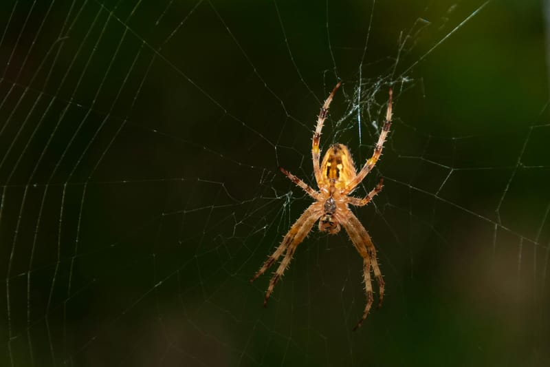 X-Frame-Options vs CSP frame-ancestors: Which Should You Use?