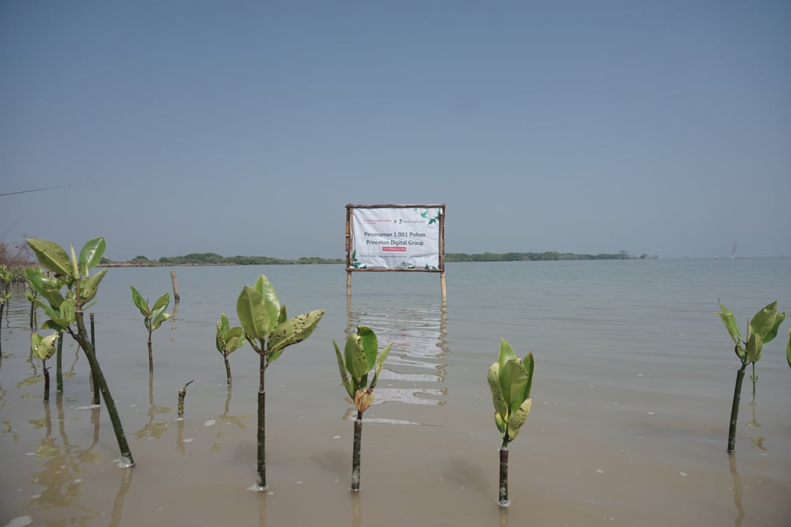 Kolaborasi penanaman mangrove dengan LindungiHutan (Foto: Tim LindungiHutan)