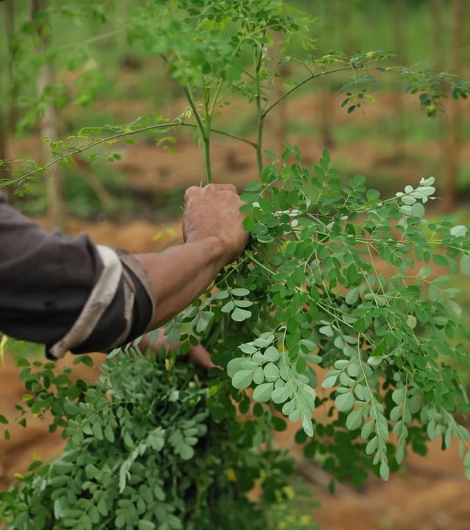 Treelogy's kelor thrives in Indonesia's tropical climate, offering exceptional nutrient density that supports energy, immunity, and overall vitality, making it a true 'miracle tree'.