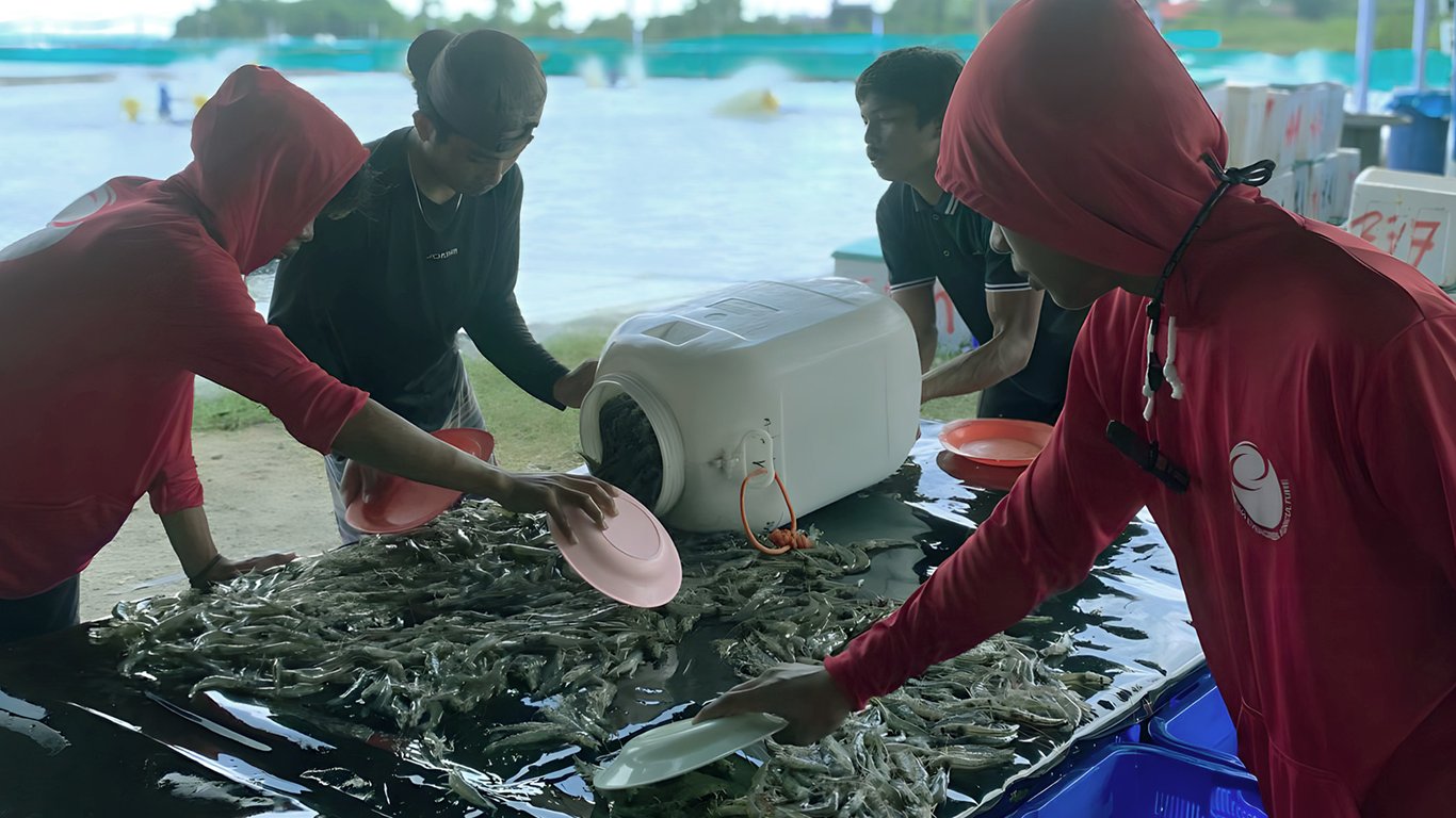 Suasana panen parsial di tambak udang Pasangkayu, Sulawesi