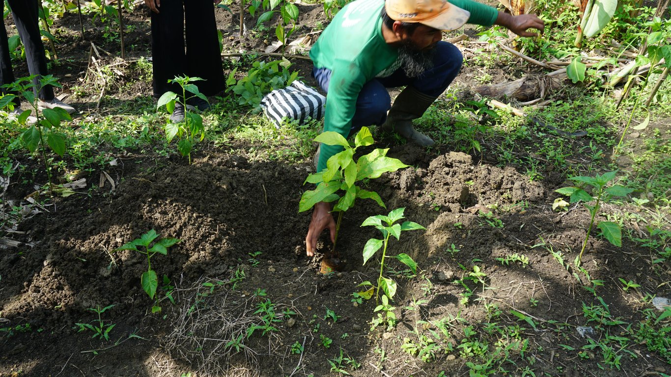 Kondisi lahan penanaman di Jabungan (Foto: Tim LindungiHutan)
