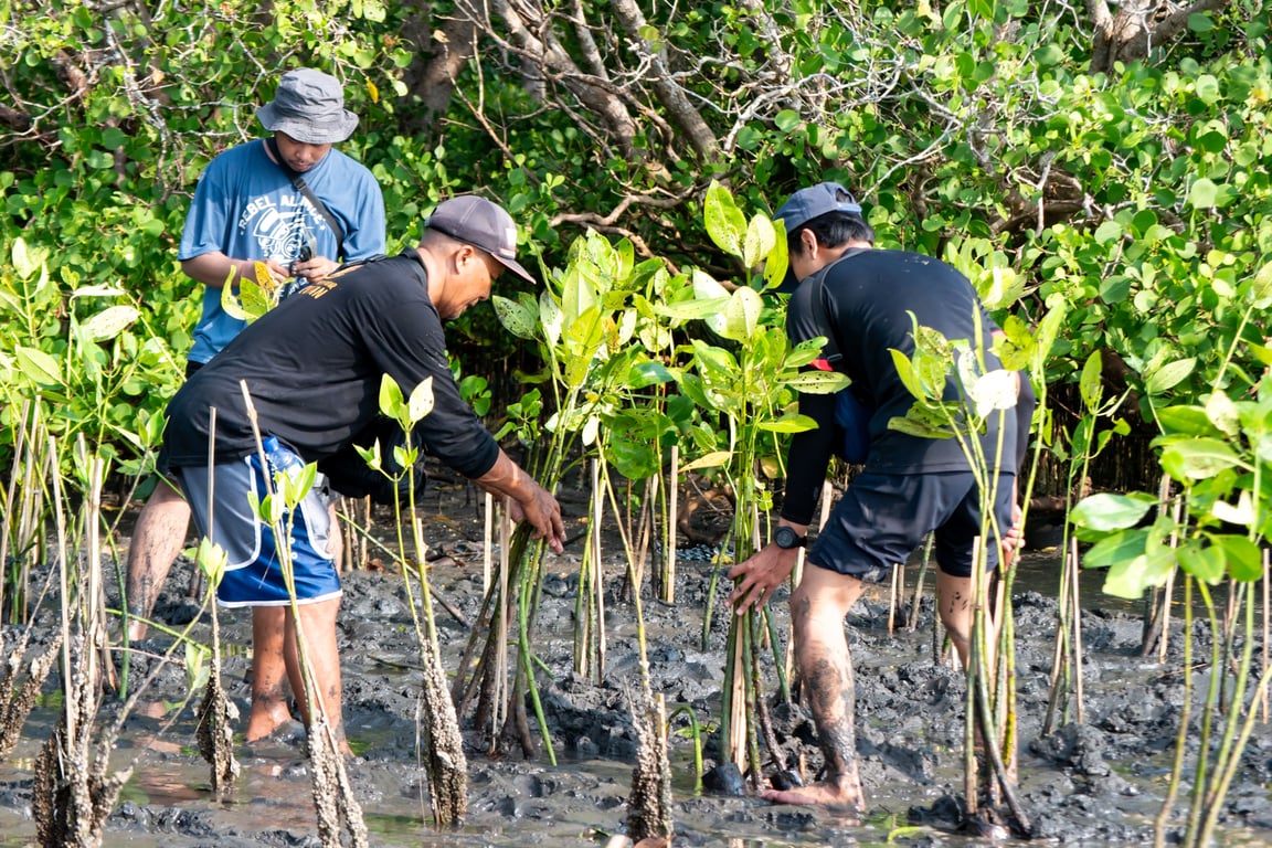 Program penanaman bibit mangrove oleh LindungiHutan di Teluk Benoa Bali.