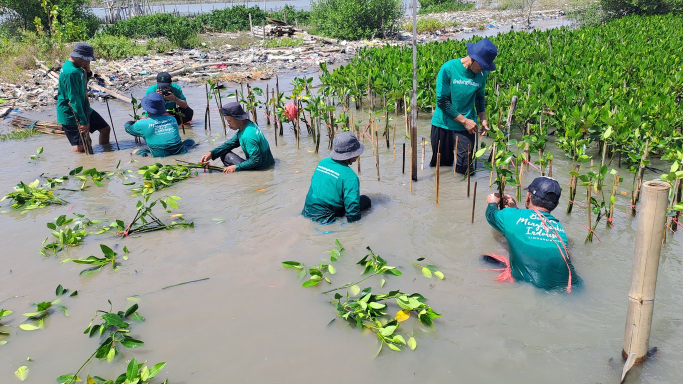 Penanaman mangrove di Tambakrejo, Semarang.