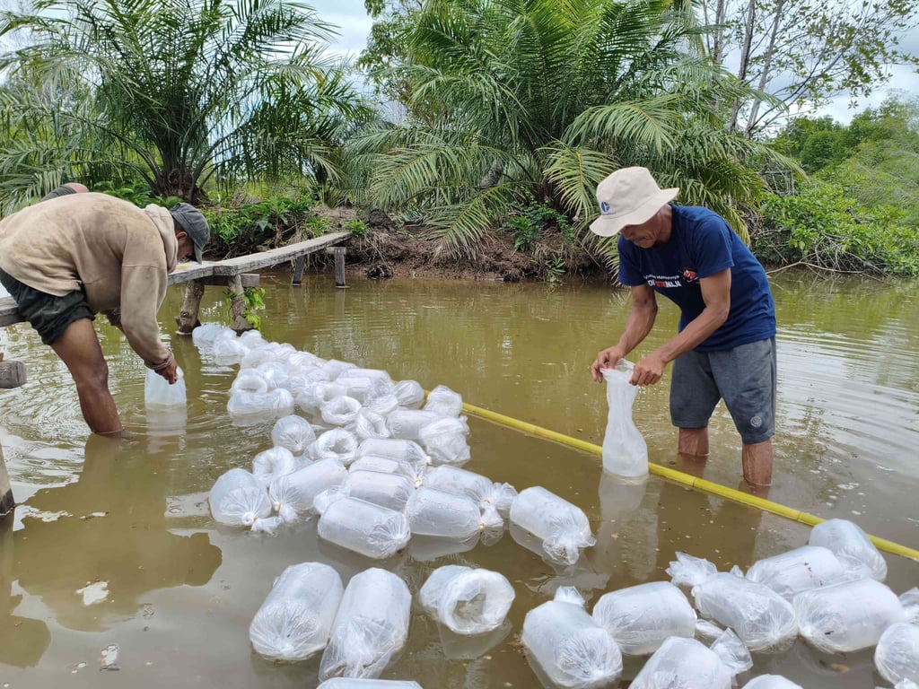 Proses Tebar Benur Di Desa Dabong, 16 September 2025