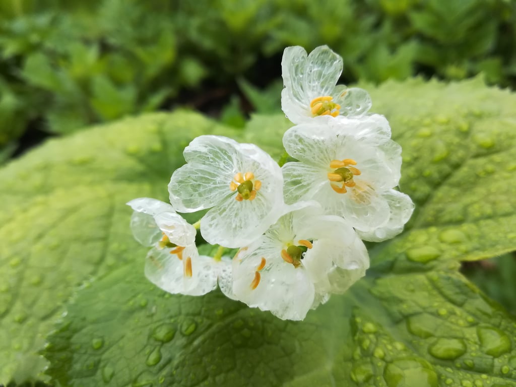 Blooming in the Marsh