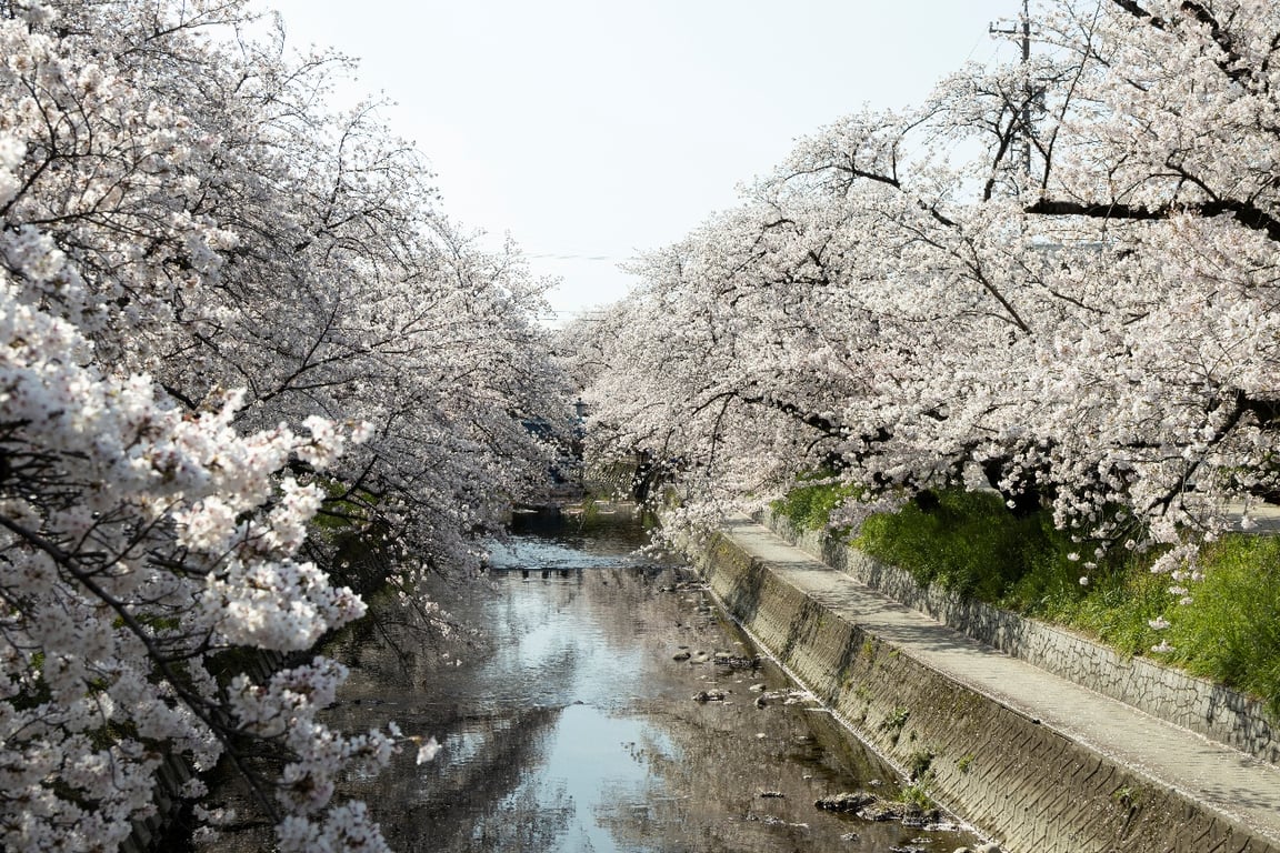 Pemandangan sakura di Sungai Gojo (Dok. Prefektur Aichi)