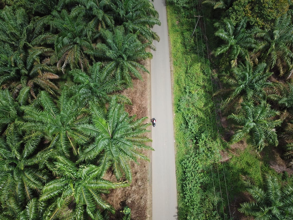 Perkebunan Kelapa Sawit
