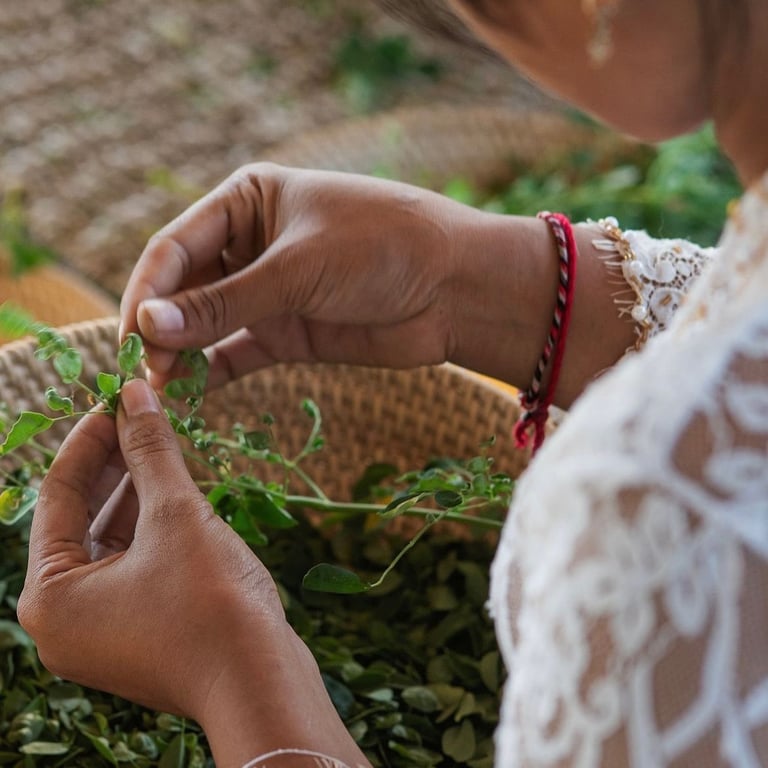 A typical day at Treelogy: local women carefully handpick moringa leaves, known as 'ngelorot' in Balinese.