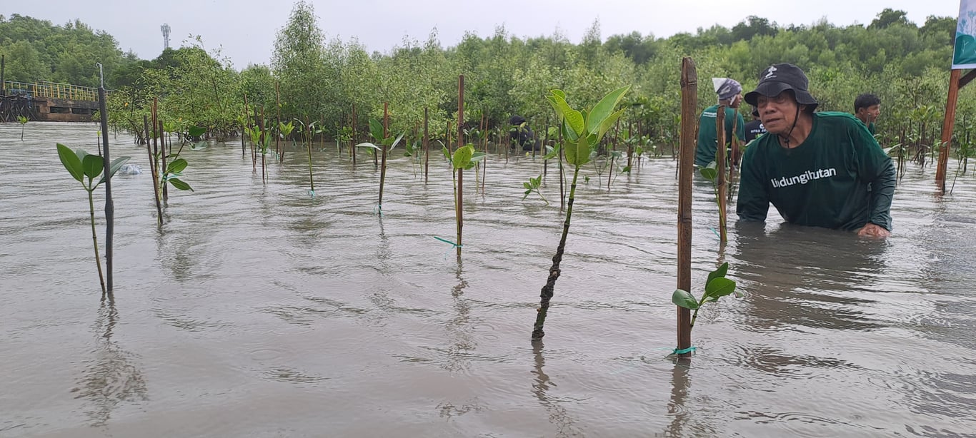 Upaya mitigasi terhadap perubahan iklim dengan menanam pohon mangrove (Foto: Tim LindungiHutan)