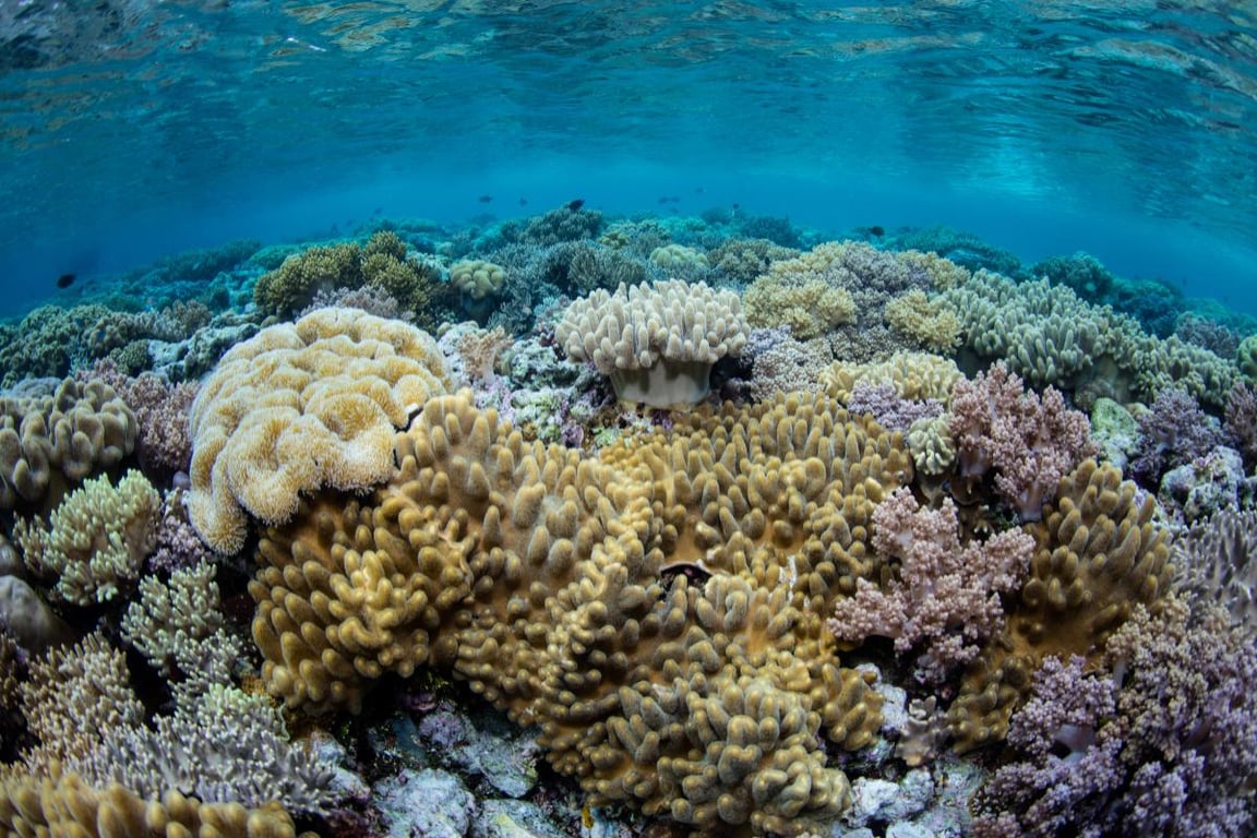 <i>Taman Nasional Wakatobi, Sulawesi Tenggara</i>