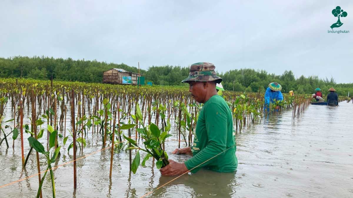 Penanaman mangrove sebagai benteng hijau pesisir (foto: Tim LindungiHutan)