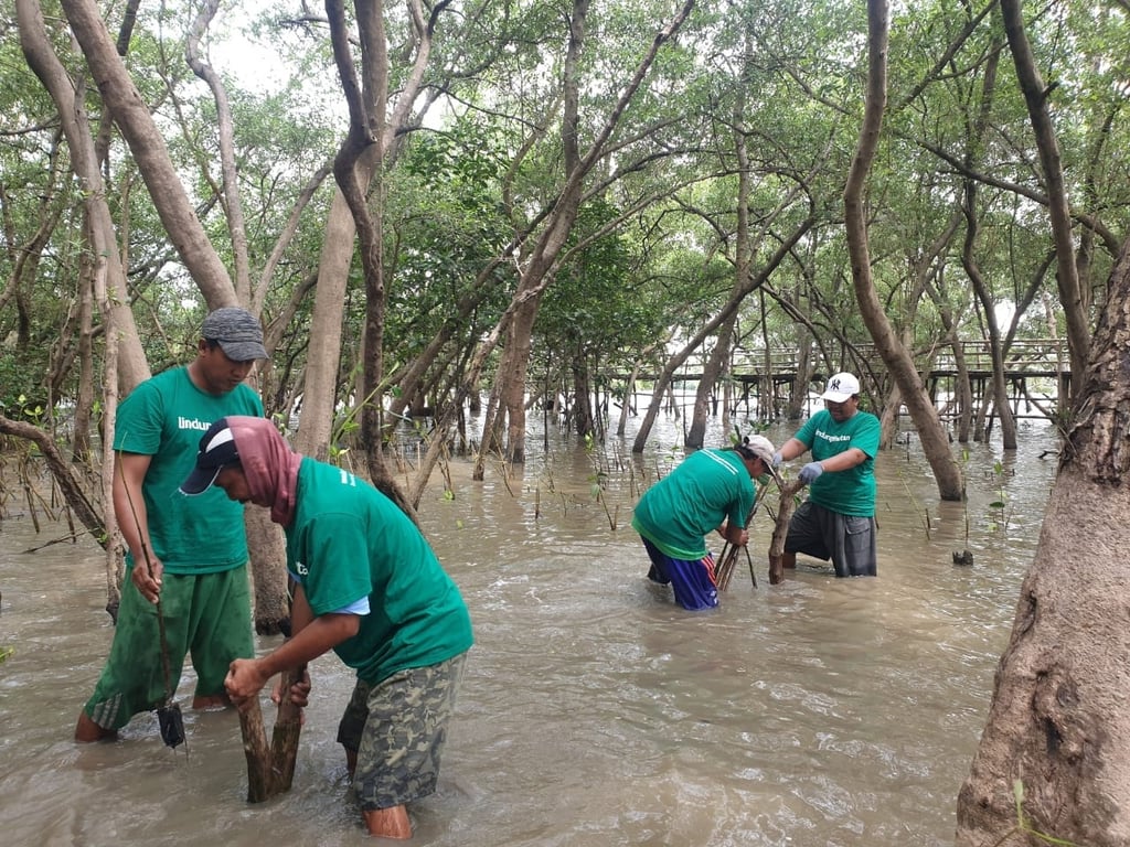 Warga Wonorejo bergotong royong menanam mangrove (Foto: Tim LindungiHutan)