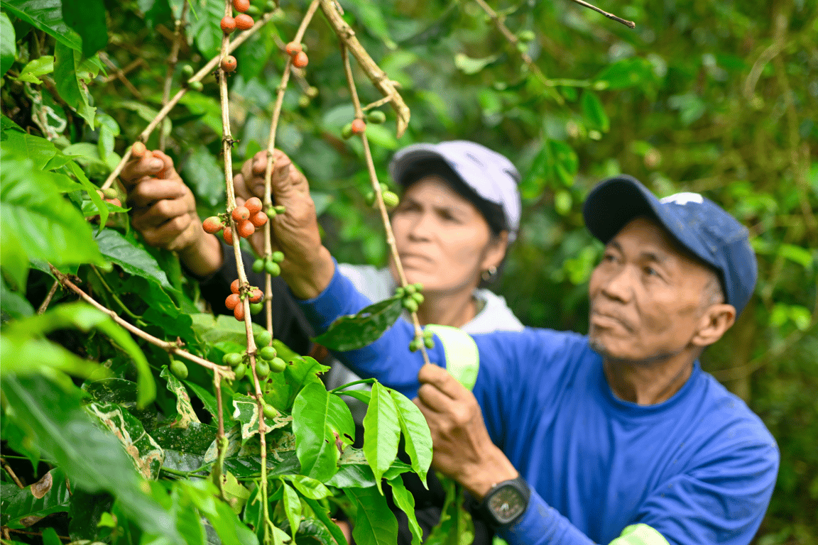 With the continuous support from Alsons Power Group's Watershed Enhancement Program, IP farmer Manasan Galante is now reaping the rewards of his perseverance. Along with his fellow partner farmers, he appreciates the program's empowerment, which has enabled them to maximize the competitive market value of their produce.