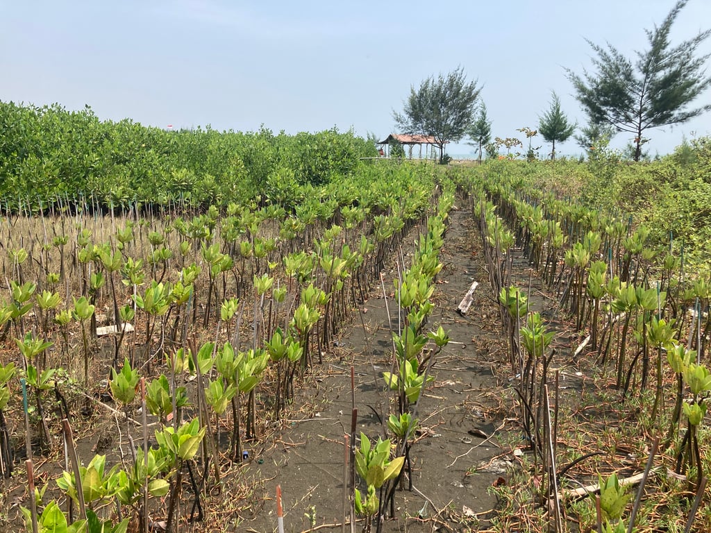 Perkembangan kondisi mangrove terkini (10/9).